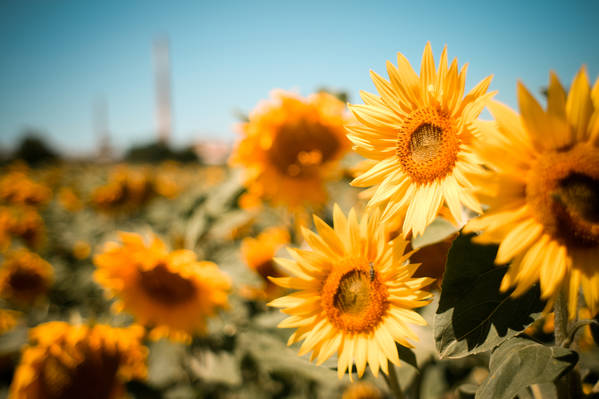 Heerlijke zonnebloemen in het veld.